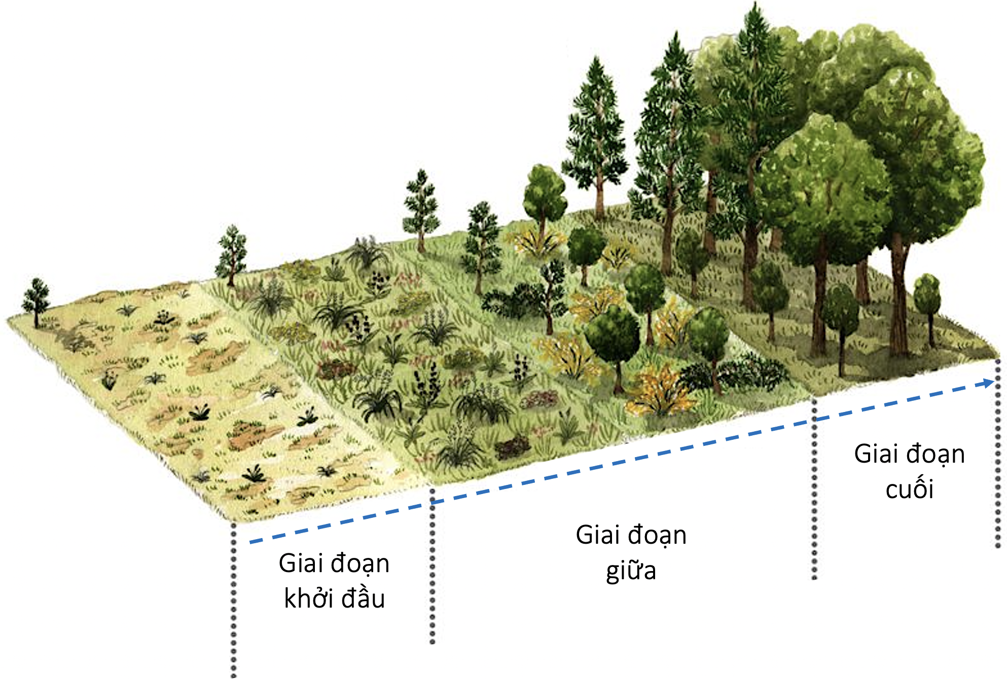 Diễn thế sinh thái hình thành rừng cây gỗ lớn olm